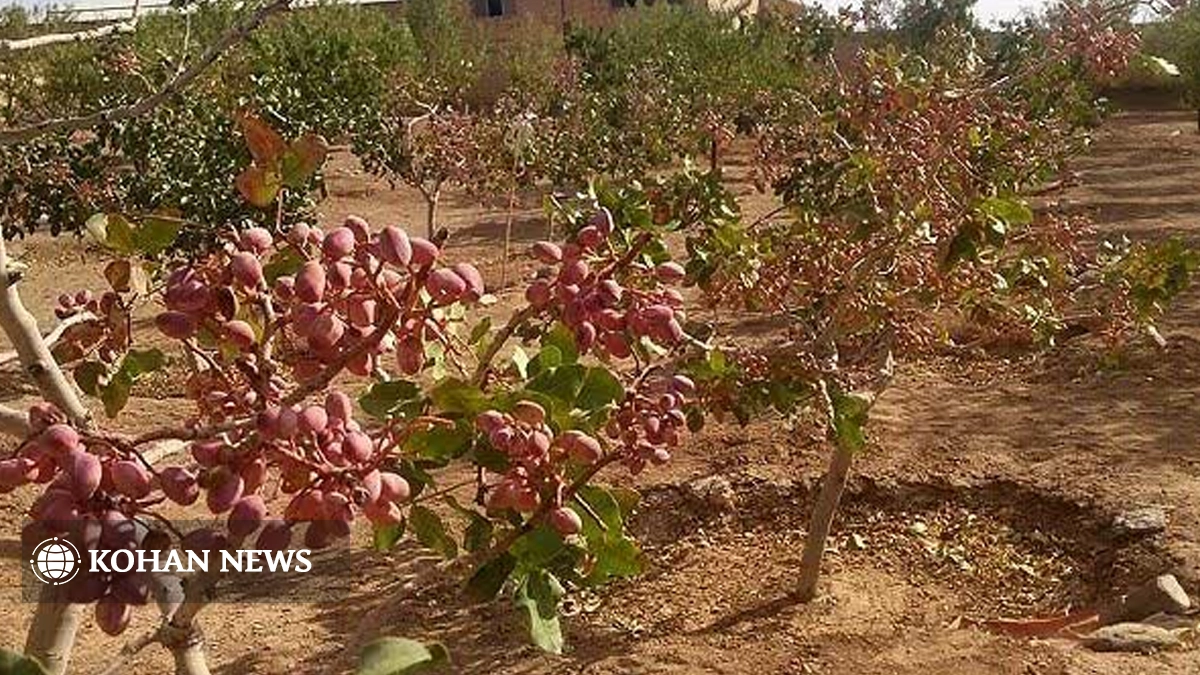 برداشت ۱۳ تن پسته از باغات نهاوند